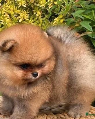 Cuccioli pomerania toy spitz nano fulvo crema