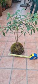 KOKEDAMA Ficus bonsai
