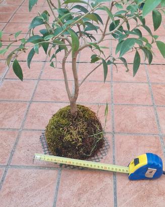 KOKEDAMA Ficus bonsai