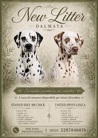 Cuccioli dalmata con pedigree