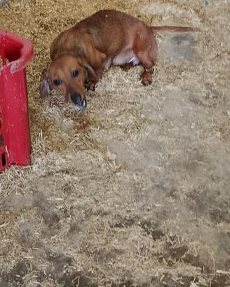 Cuccioli di bassotto kanichen