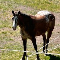 Cavalla Appaloosa