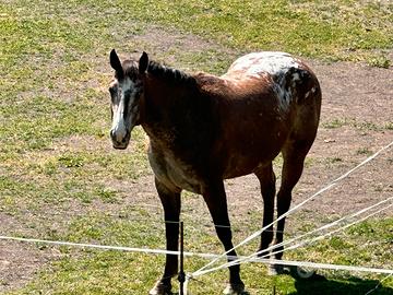 Cavalla Appaloosa