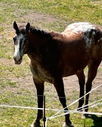 Cavalla Appaloosa