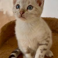 Bengala 3 mesi Snow con occhi azzurri e Pedegree