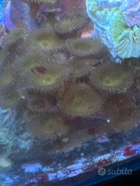 Acquario Marino coralli