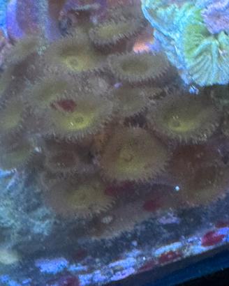 Acquario Marino coralli