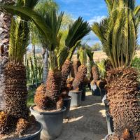 cycas