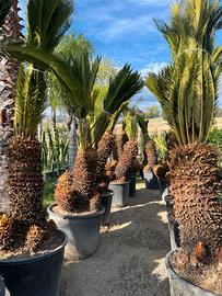 cycas