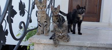 Gattini