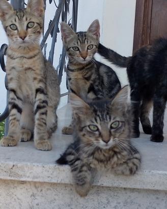 Gattini