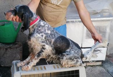 Setter genologia radentis