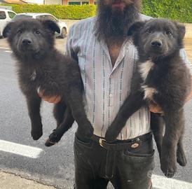 Cuccioli pastore del lagorai