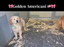 golden-retriever-2-femmine-con-pedigree