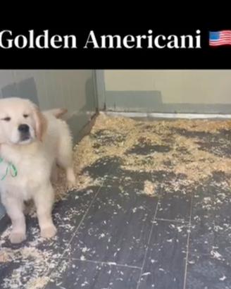Golden Retriever 2 Femmine con Pedigree
