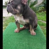 Bulldog francese per monta