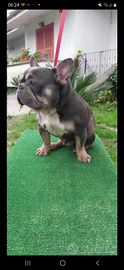 Bulldog francese per monta