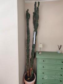 Cactus Scultoreo Cereus Monstrosus – 180 cm
