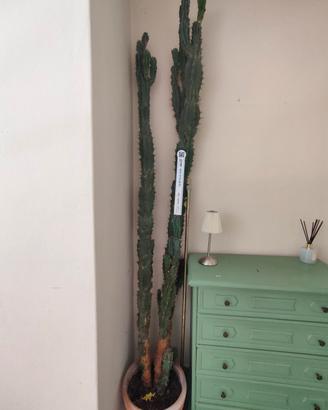 Cactus Scultoreo Cereus Monstrosus – 180 cm