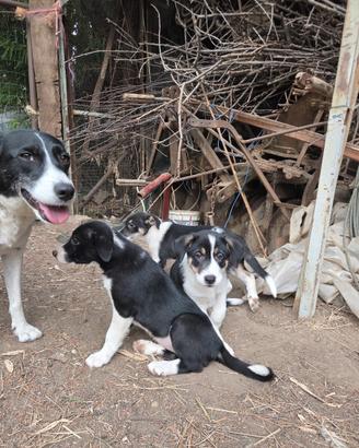 Border Collie