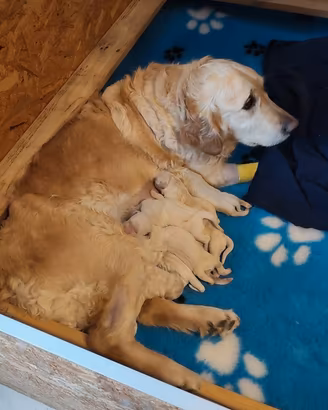 Cuccioli Golden Retriever