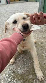 Claudia spinocina in canile