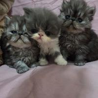 Cuccioli persiani ipertipici