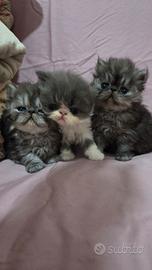 Cuccioli persiani ipertipici