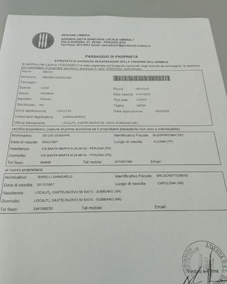 Kurzaar da tartufo disponibile