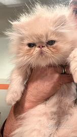 Gatto persiano cucciolo