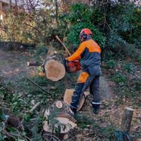 Taglio legna abbatto piante disbosco