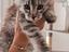 Immagine 4