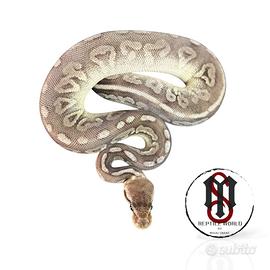 Baby pitone reale Pewter cinnamon