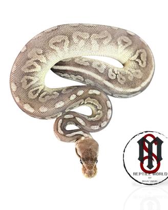Baby pitone reale Pewter cinnamon