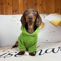 MONTA Bassotto nano ARLECCHINO CIOCCOLATO 4kg