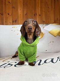 MONTA Bassotto nano ARLECCHINO CIOCCOLATO 4kg