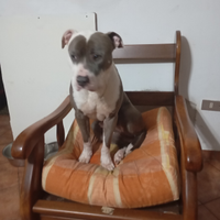 Pitbull terrier