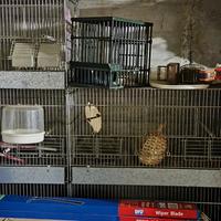 Gabbie per riproduzione 