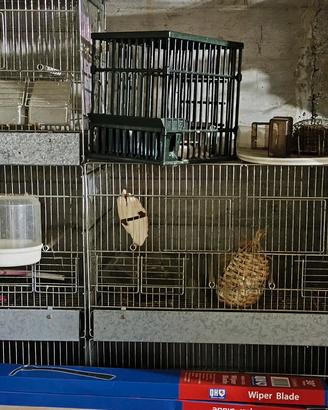 Gabbie per riproduzione 