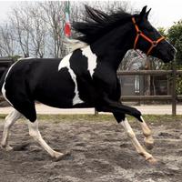 Cavalla Barrockpinta