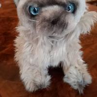 gatto di peluche