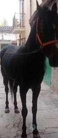 Cavallo