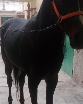Cavallo