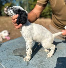 Cuccioli di Setter Inglese