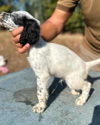 Cuccioli di Setter Inglese