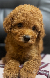 Barboncino maschio 3 mesi circa