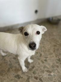 Tre fratellini jack Russel di 9 annicercano casa