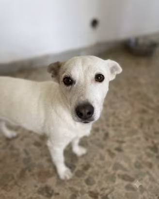 Tre fratellini jack Russel di 9 annicercano casa