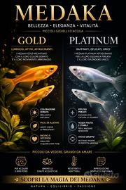 Medaka gold e platinum