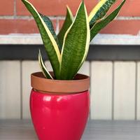 Sansevieria Trifasciata Laurenti (bordo giallo)